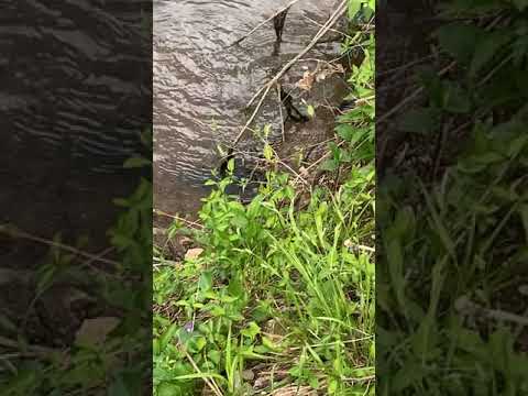 Otter in the Elkhorn Creek