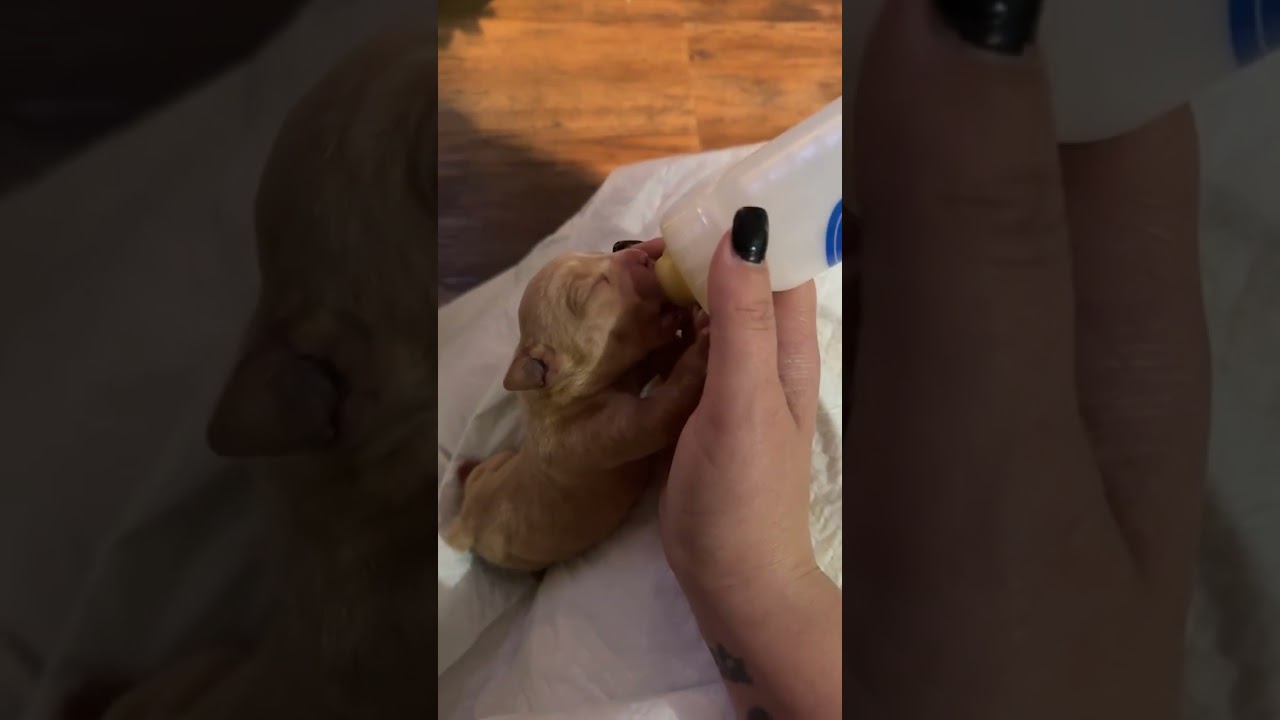 Kallan Rua adoption pending, an adopted mixed breed in Kingsport, TN video 4/4