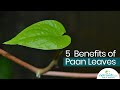 5 Great Benefits Of Betel Leaves/Paan Leaves