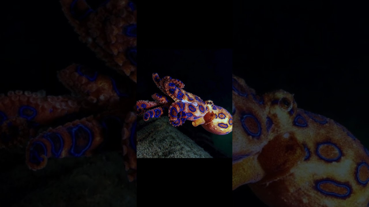 Three hearts 🫀🩵 blood #youtubeshorts #trendingshorts #youtube #facts