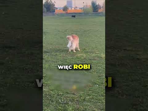 Specjalnie daje starszemu bratu wygrać ❤️