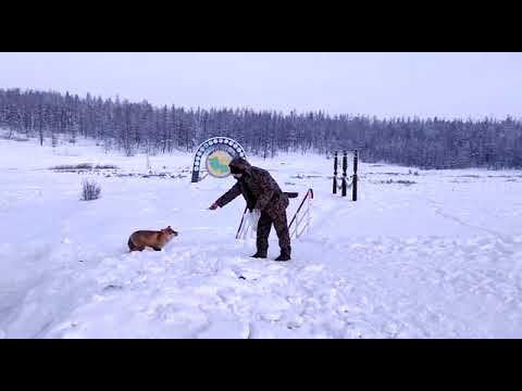 Видеофакт: Рыжая лисичка дежурит на чурапчинской границе