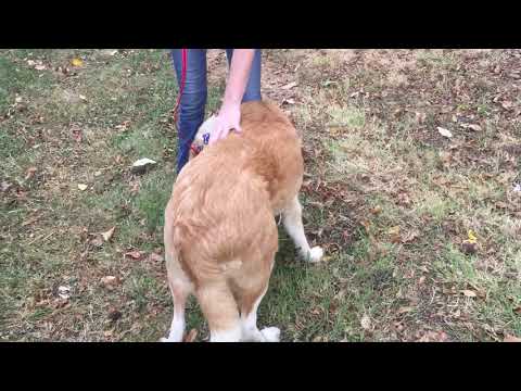 download lagu mp3 mp4 Nala Collies, download lagu Nala Collies gratis, unduh video klip Nala Collies