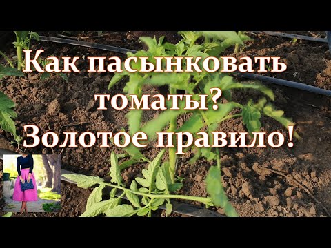 , title : 'Помидоры идут в рост со страшной силой! Как пасынковать и формировать томаты для крупного урожая'