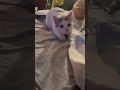 Wiggle Wiggle Wiggle ✨ #catshorts #cat #funnycats #catdance