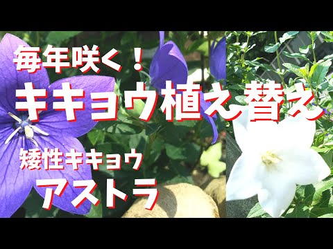 カルパチア桔梗、カンパニュラ・カルパティカ