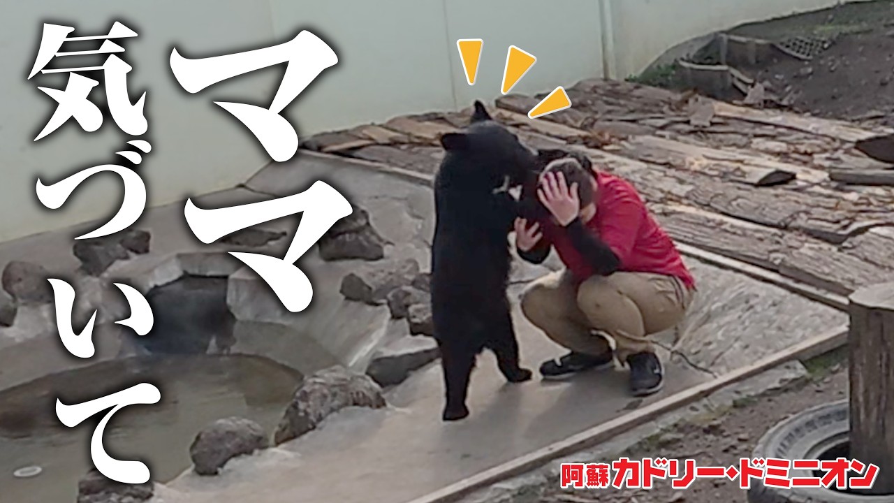 赤ちゃん熊が飼育場で大好きなスタッフにのしかかる…何があった？