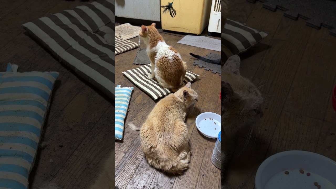 茶白ネコのジュニア、ミヌエットのクリーム。哀愁の背中