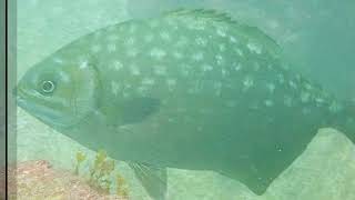 8 31 2024 ilha de comprida