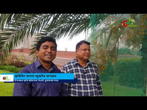 সৌদি আরবের খেজুর বাংলাদেশে- এক গাছে ১৫০ কেজির বেশি খেজুর ধরেছেঃপরাগায়ন, পরিচর্যা ও বিশেষজ্ঞ পরামর্শ