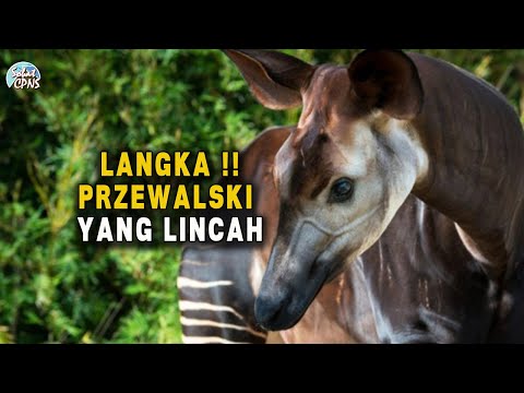 , title : 'Fakta Menarik Kuda Przewalskii yang Menggemaskan'