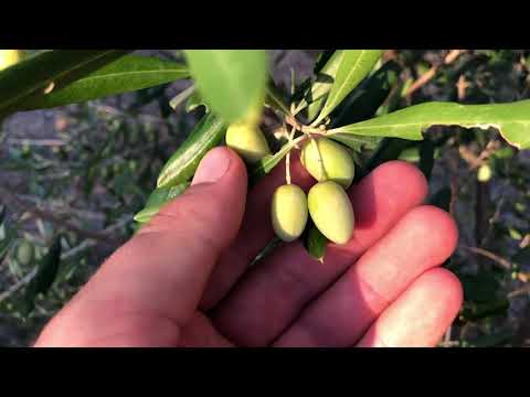 Maslinarski vlog 19.9.2021 - Naš maslinik Jurkovica