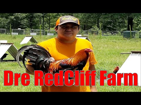 Lets Visit The Farm Of Dre RedCliff Farm
