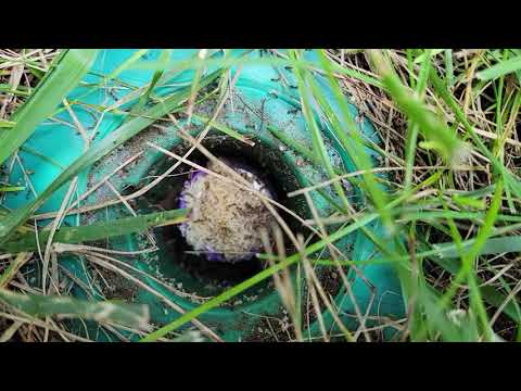 A Surprise Waiting for Us in Our Termite Bait Stations in Somerset, NJ
