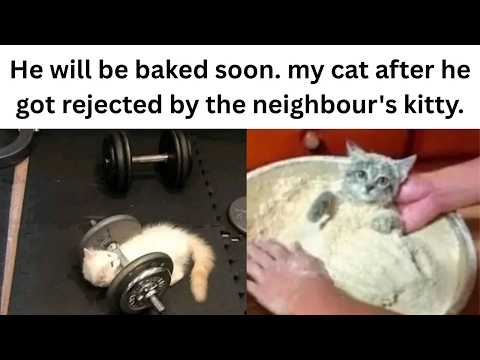 Cats Memes
