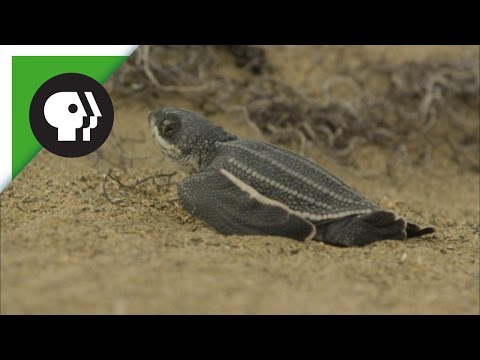 Leatherback Turtle Hatchlings Emerge from Sand