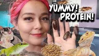 Complete Guide to Feeder Insects | How To Feed Bugs to Your Pets