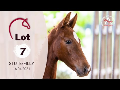 Alle Informationen zu den Fohlen finden Sie auf www.fohlenauktion.at - LOT7