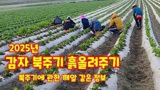 감자 북주기 흙올려주기 깨알 정보 필요한 도구 수미감자 감물감자 괴산감자 충북 괴산 풀뿌리농장 (감자재배방법…