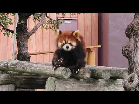 #1-5 March 2021 Red panda at Adventure world, japan
