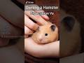 Expectation Vs Reality Of Owning A Hamster Funny Pets