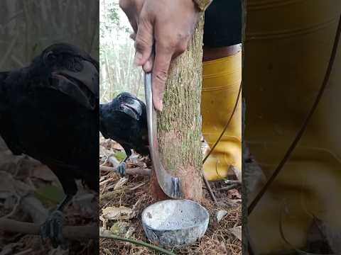 The Nias Parrot Said To Be Enthusiastic About Your Work #oddlysatisfying #rubberwood #harvesting