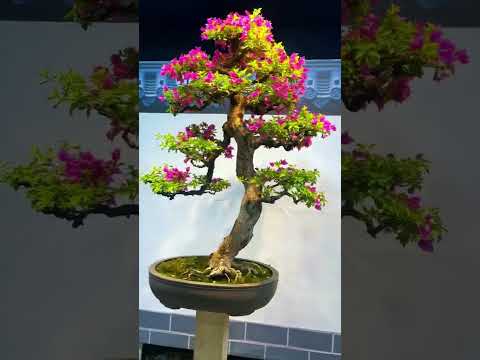 Bougainvillea Bonsai tree #bonsai #bougainvillea #bonsaitree