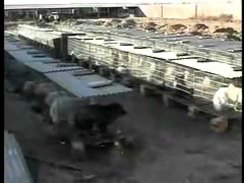 Chinese torture specialists - Olbios