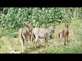 Gadha Are Enjoyed In Jungle Enjoying