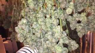 Platinum OG bud & harvest shots..