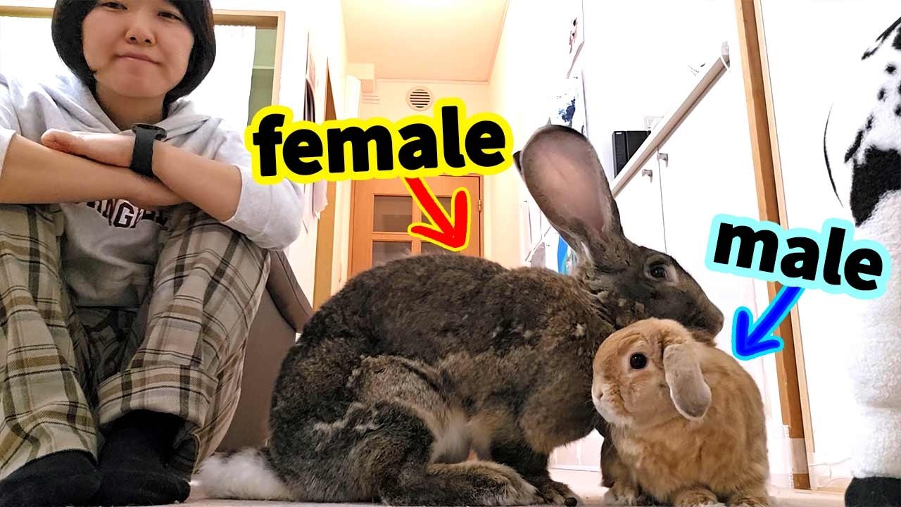 Giant Rabbit Loves Her Tiny Boyfriend… and Her Human