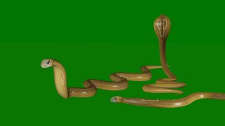 Download lagu Naagin Season 1 Shivanya Snake Animation Green Screen #naagin #greenscreen #animation #3dsnakevfx mp3 Download lagu Naagin Season 1 Shivanya Snake Animation Green Screen #naagin #greenscreen #animation #3dsnakevfx mp3