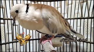 Download lagu Suara Puter Pelung jantan panjang merdu cocok untuk memancing burung puter yang males bunyi mp3 Download lagu Suara Puter Pelung jantan panjang merdu cocok untuk memancing burung puter yang males bunyi mp3