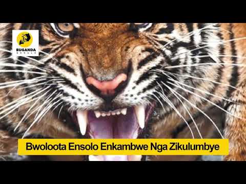 Bwoloota Ensolo Enkambwe Nga Zikulumbye - Ebirooto Namakulu Gaabyo - Buganda Ekkula #Shorts