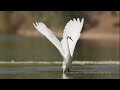 Little Egret לבנית קטנה