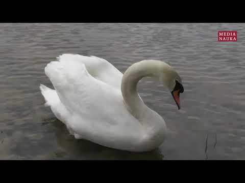 Łabędź niemy (Cygnus olor)