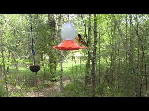 Oriole cam