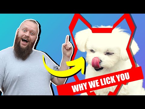 YouTube video about: Why do maltese dogs lick so much?