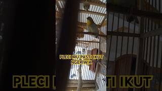 Download lagu PANCINGAN BURUNG PLECI BAHAN OMBYOKAN AGAR NGERIWIK NGALAS NGEPLONG mp3