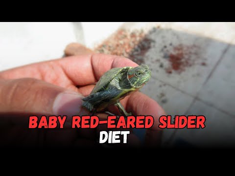 The Diet Of A Baby Red Eared Slider turtle, Buying Cost, Diet, Care Sheet Guide for Beginners
