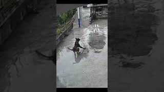 Download lagu anjing kepleset #shorts #meme #memeviral mp3 Download lagu anjing kepleset #shorts #meme #memeviral mp3
