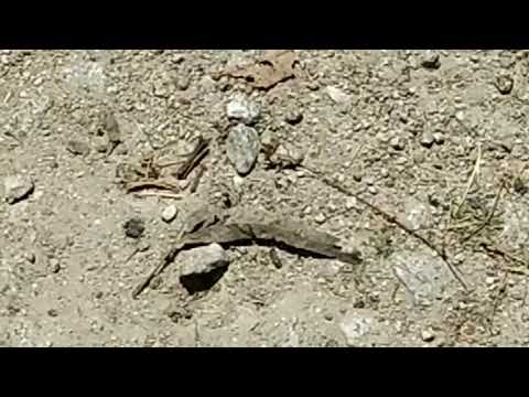 Chaotic motion of an ant