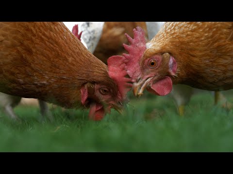 , title : 'Ernährung von Hühnern: Was müssen Sie bei Fütterung und Pflege beachten? | Boxengold Vita Chat'