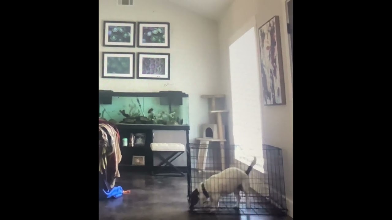 Houdini Dog Escapes crate || ViralHog
