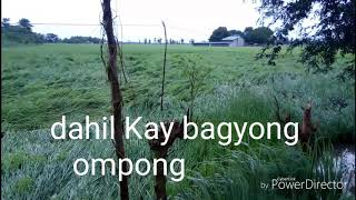 preview picture of video 'Bagyong Ompong / sa gapan city / dapa Ang mga palay'