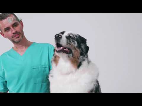 Сухой корм для собак Optimeal Beauty Harmony беззерновой на основе морепродуктов 4 кг (4820215366076) - фото 1 - id-p2953423949