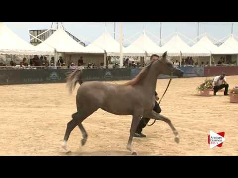 Menton 2016 - Class 1A