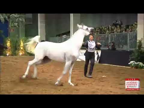 European Championships Verona 2013 - CLASS 7B