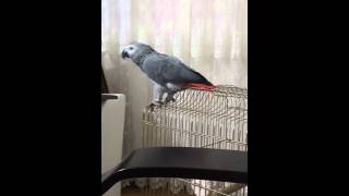 Jako papağanı- Yakup 😊😊