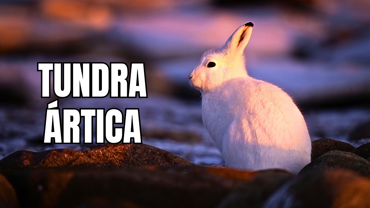 TUNDRA ÁRTICA | A Fronteira Congelada - Documentário